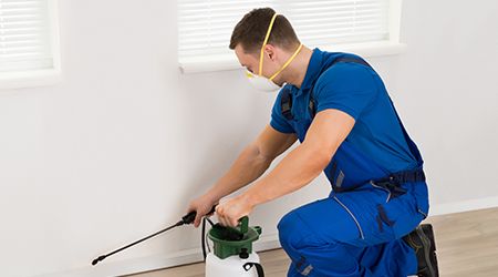 Pest Control Qatar | Pest Control Companies Doha